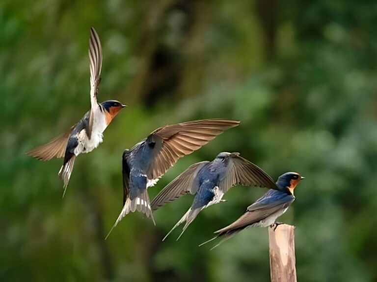 Đặc điểm sinh học của chim yến trong nhà nuôi yến