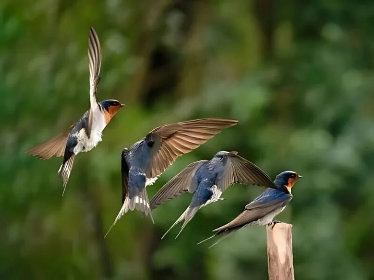 Đặc điểm sinh học của chim yến trong nhà nuôi yến