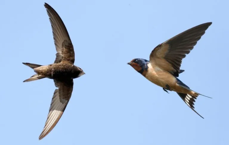 Âm Thanh Chim Yến – “Ngôn Ngữ” Sinh Học Quyết Định Thành Công Của Nhà Yến