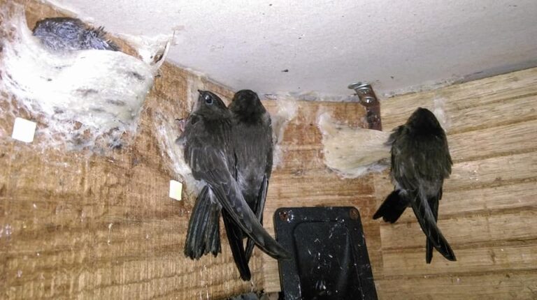 Nghề nuôi yến và kiến thức về chim yến bạn cần biết